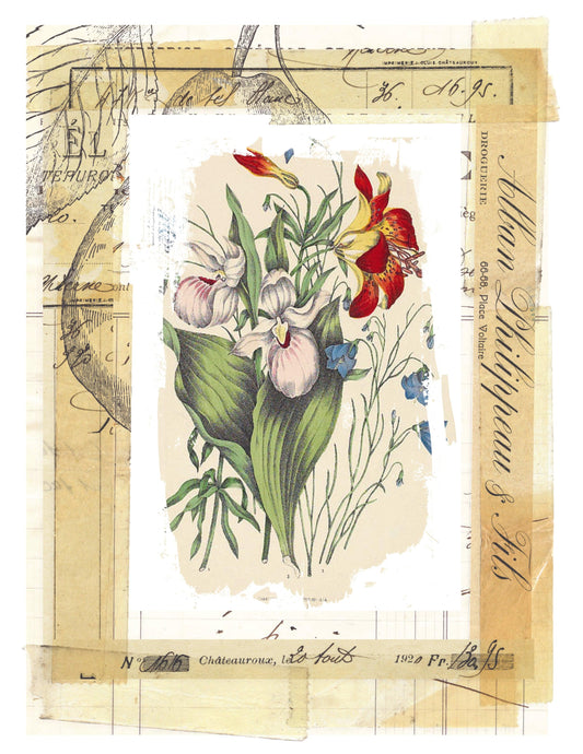 Botanical Collage N.093 by Edward Martin - Elementologie